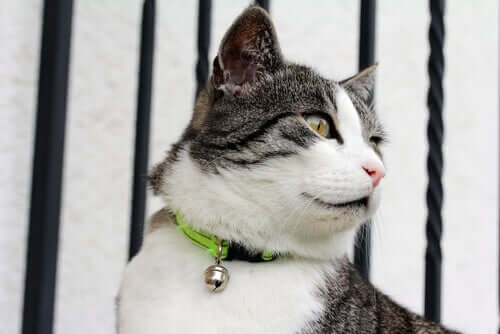 Flöhe bei Katzen mit antiparasitärem Halsband vermeiden