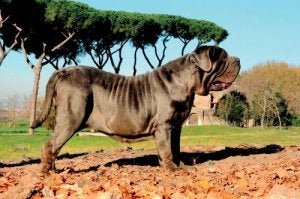 Der Napolitanische Mastiff - große Hunderassen