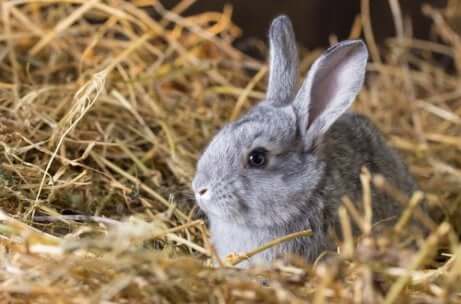 Hase als Firmenmaskottchen