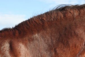 5 Tipps gegen Hautprobleme bei Pferden
