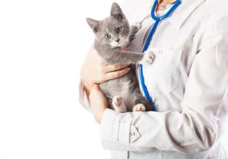 Hüftdysplasie bei Katzen