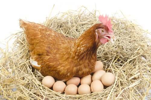 Hühner legen viele Eier