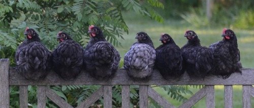 Hühnerstall im Garten installieren - 7 wichtige Tipps