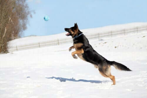 Hund springt im Schnee
