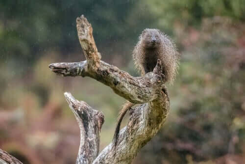 Ichneumon auf Baumstamm