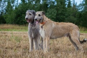 Der Irische Wolfshund