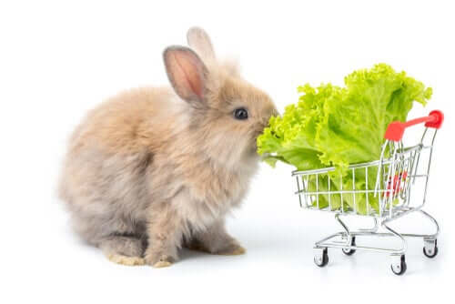 Kaninchen knabbert an einem Salatblatt