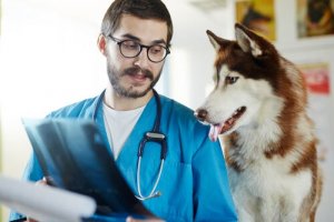 Krankheiten von Hunden, die für Menschen gefährlich sind