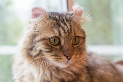 Langhaarige Katzenrassen: American Curl