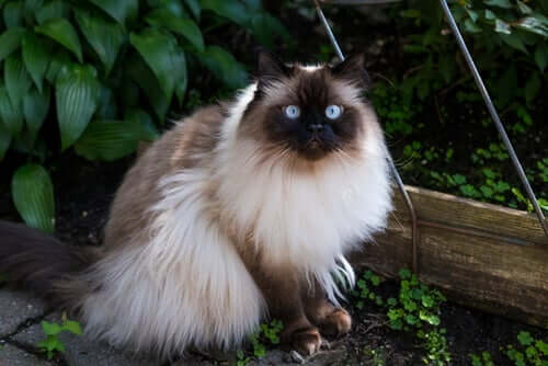 Langhaarige Katzenrassen: Himalayan