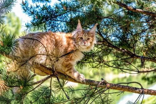 Langhaarige Katzenrassen: Maine Coon