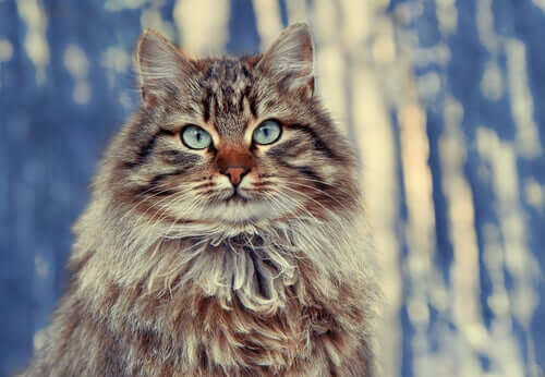Langhaarige Katzenrassen: Sibirische Katze