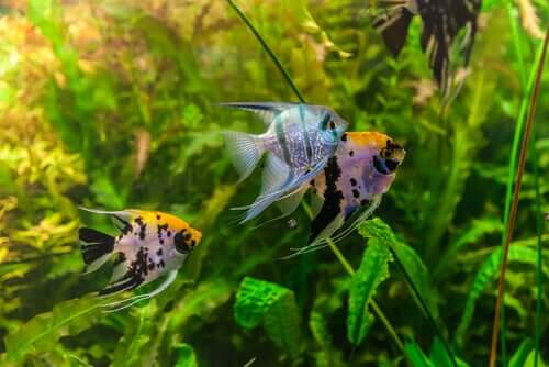 Lebenserwartung von Fischen im Aquarium