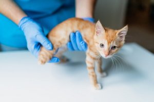 Leberinsuffizienz bei Katzen: finde die Symptome heraus