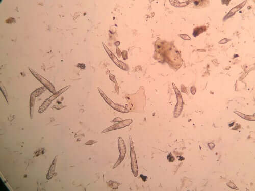 Milbe Demodex canis