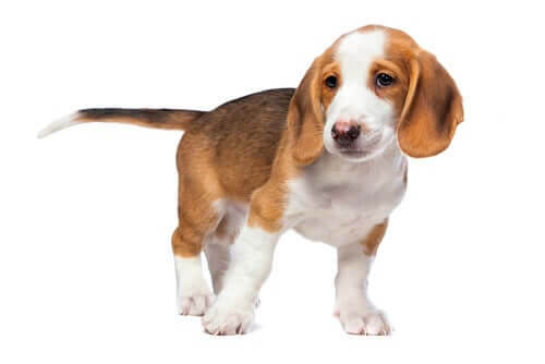 Die westfälische Dachsbracke ist ein Mini-Jagdhund