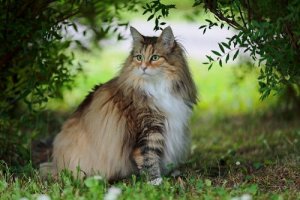 Norwegische Waldkatze, eine eher unbekannte Rasse