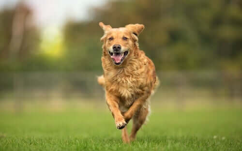 Hunde können von der Osteopathie für Tiere profitieren