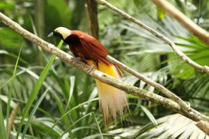 Paradiesvögel: Arten und Eigenschaften