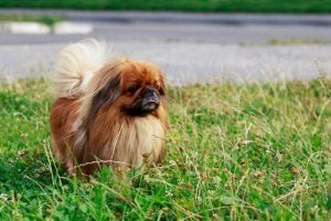 Kleine Hunderassen: Pekingese