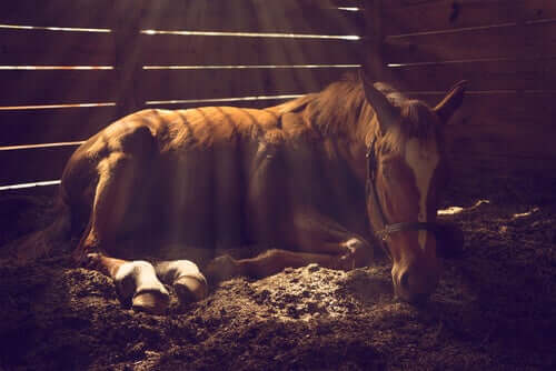 Pferd liegt krank im Stall