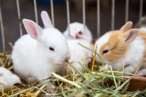 Pflanzen für dein Kaninchen: welche sind geeignetes Futtermittel?