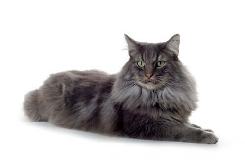 Portrait der norwegischen Waldkatze