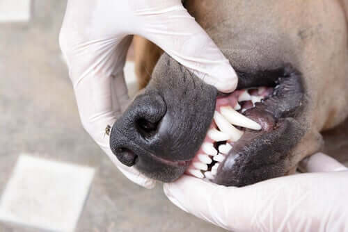 Saubere Zähne, gesunder Hund