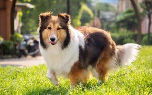 Shetland Sheepdog, Herkunft und Eigenschaften