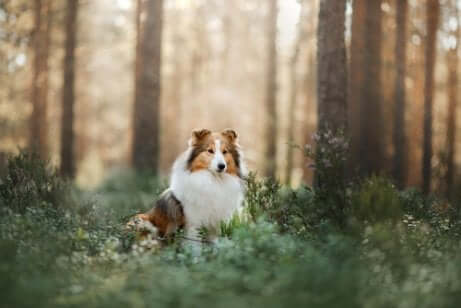 Shetland Sheepdog