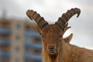 Steppenschaf Urial