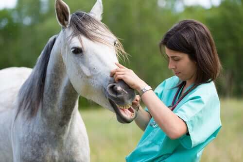 Tierärztin behandelt Pferd