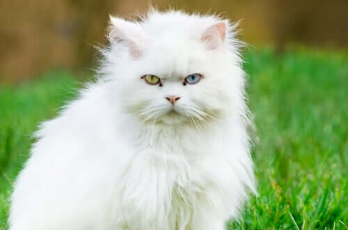 Türkisch Angora