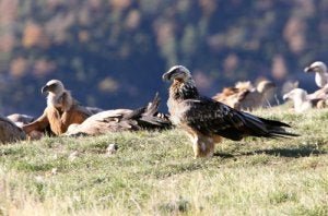 Spanien: das perfekte Ziel für Wildvögel