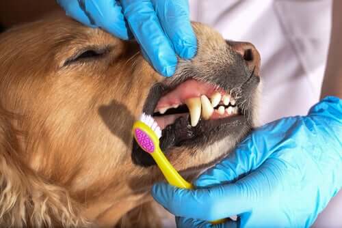 Zähneputzen für eine gute Zahngesundheit bei Haustieren