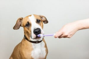 Warum Zahngesundheit bei Haustieren so wichtig ist