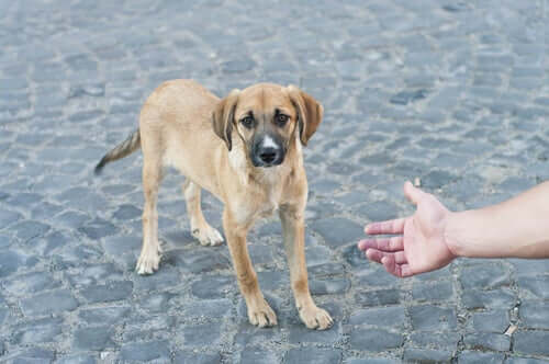 Hand reicht nach Straßenhund
