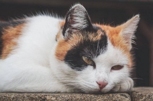 Anämie bei Katzen: Symptome und Behandlung