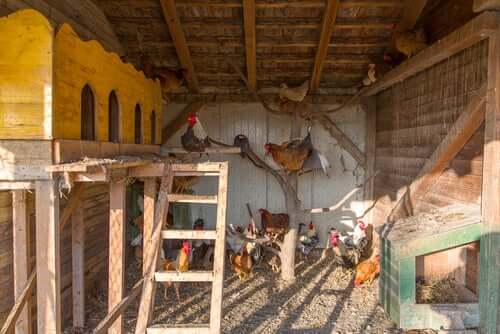 Artgerechter Hühnerstall für Hühner in der Stadt