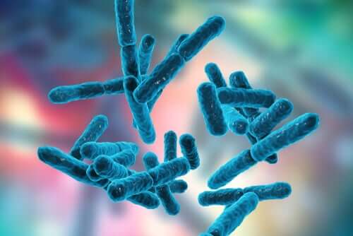 Bifidobacterium