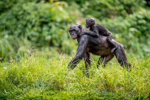 Bonobo-Mütter helfen ihren Söhnen bei der Fortpflanzung