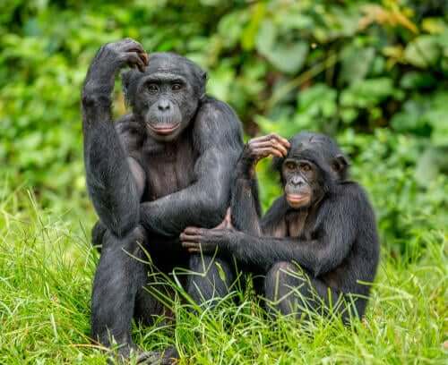 Bonobo-Mutter mit Kind