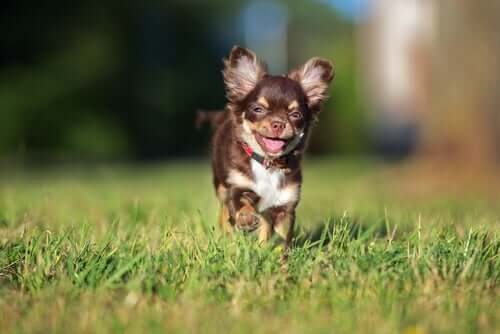 Chihuahuas sind sehr beliebt