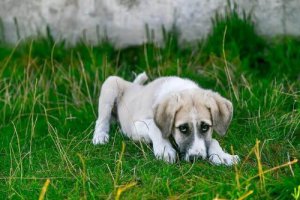 Darmflora bei Hunden oder Katzen wiederherstellen