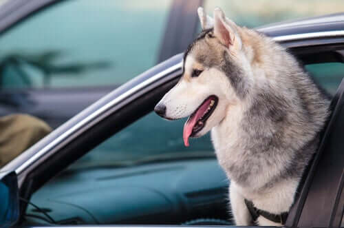 Lass deinen Hund nicht aus dem Autofenster schauen