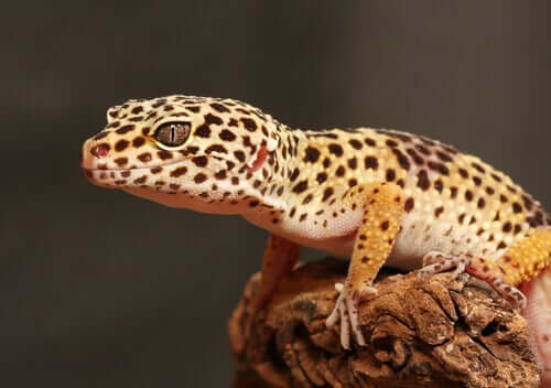 Der Leopardgecko: Zucht und Einrichtung des Terrariums