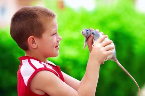 Eine Ratte als Haustier