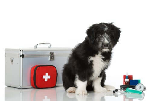 Erste-Hilfe-Set für Haustiere: Diese Dinge müssen rein!