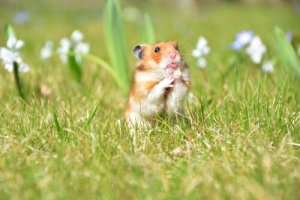 Gehege für Nagetiere einrichten: 7 wichtige Tipps!