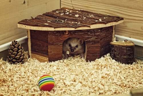 Gehege für Nagetiere einrichten